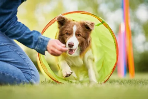 accesorios-para-perros